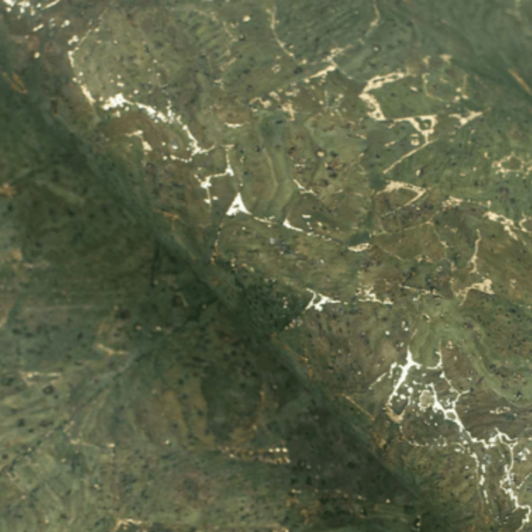 wood stud Korkohrstecker Olive mit goldenen Akzenten wood stud