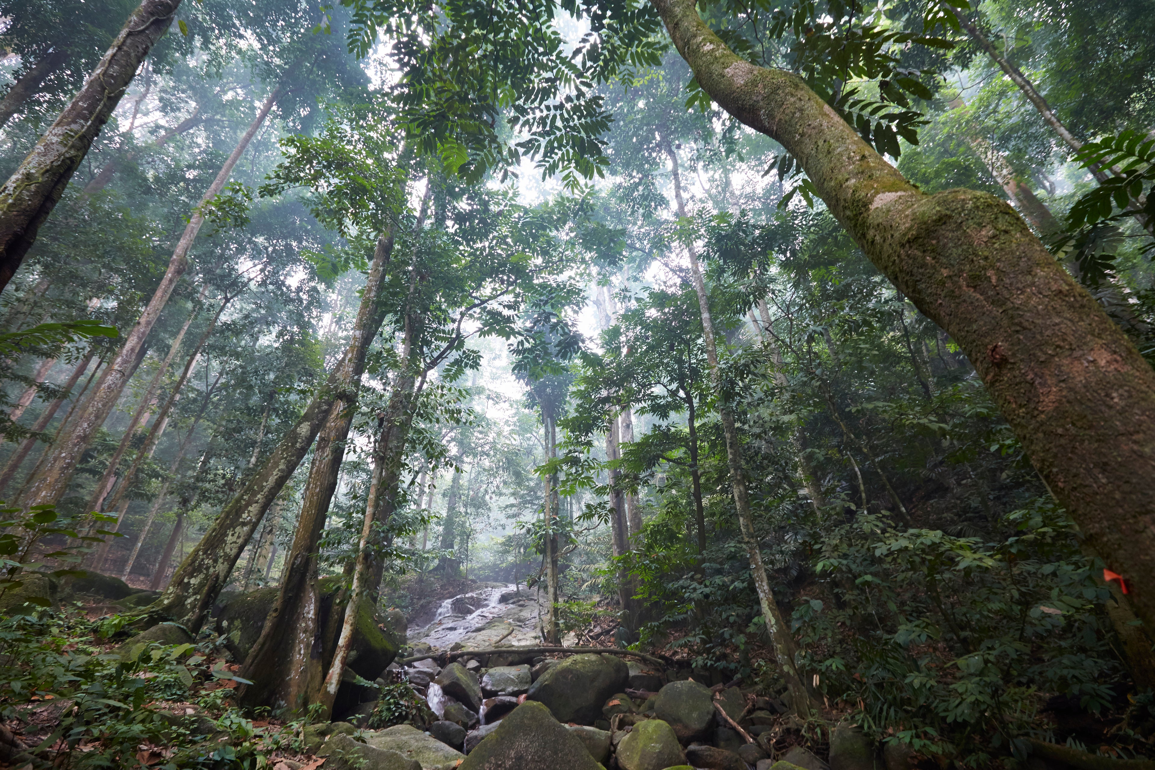 Ein üppiger, dichter Wald mit hohen Bäumen und dichtem grünen Laub. Das Sonnenlicht fällt durch das Blätterdach, und ein felsiger Bach fließt durch den Waldboden und schafft eine ruhige, neblige Atmosphäre.